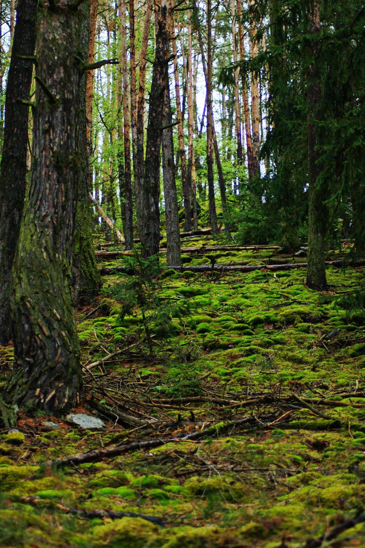 Moosbewachsener Waldboden mit gefiltertem Licht